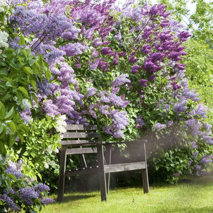Wooden bench near flowering lilacs
