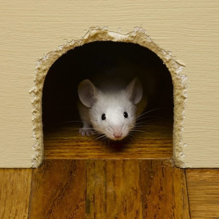 Mouse peeking out of mouse hole in cabin