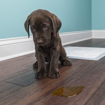 guilty puppy feeling sad after peeing on the floor