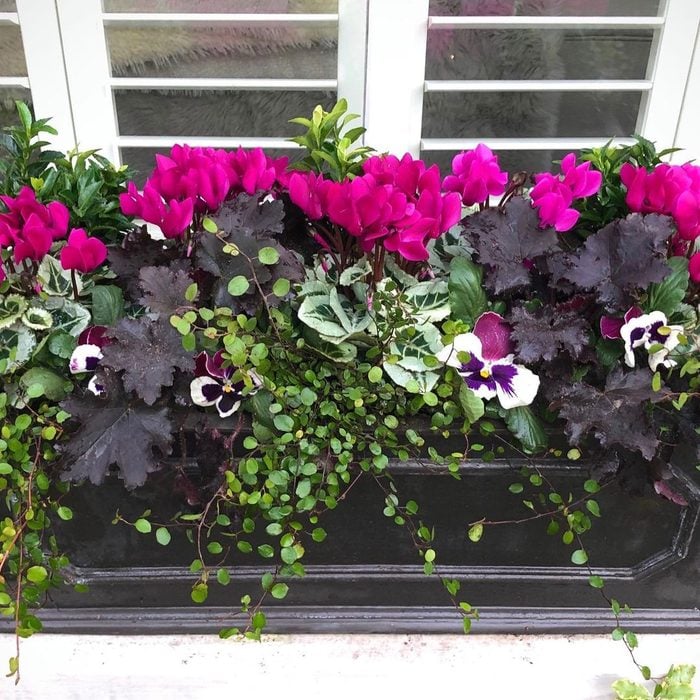 Winter Florals Window Box