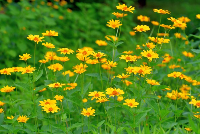 Heliopsis helianthoides/Oxeye Daisy Flower