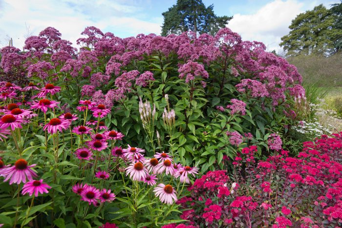 Hot pink summer herbaceous perennial flower border.