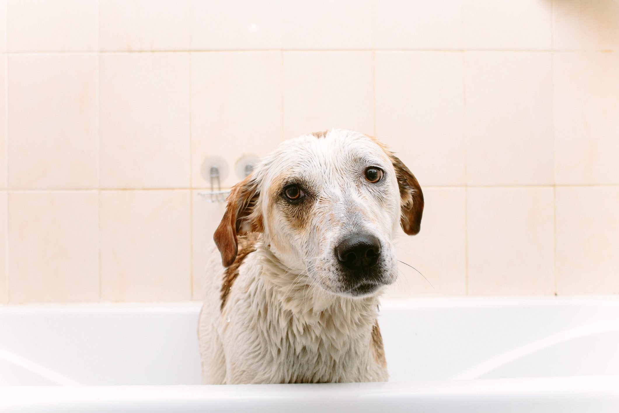 Cute, stinky dog standing in bathtub waiting to be washed