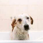 5 Tips for Getting Dog Smell Out of Your House