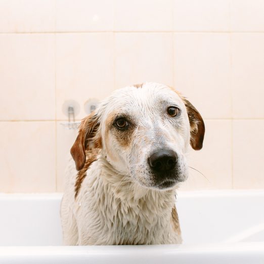 Cute, stinky dog standing in bathtub waiting to be washed