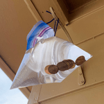 Does Hanging Pennies in a Bag of Water Really Keep Flies Away?