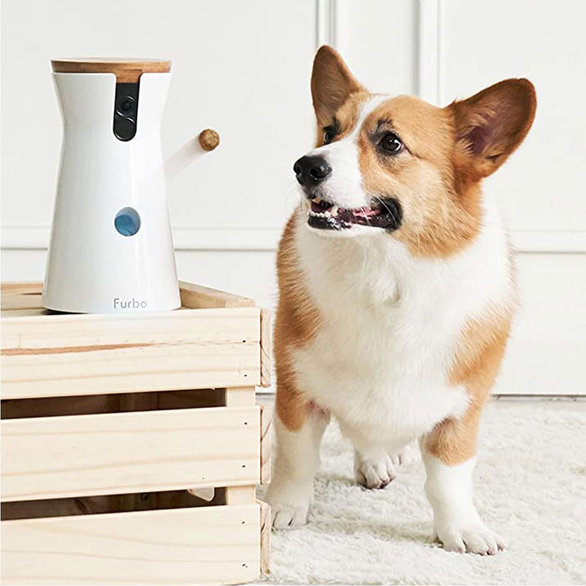 This Pet Camera Helps You Keep An Eye On Your Furry Friends While You're Away