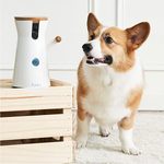 A Pet Camera To Keep an Eye on Your Furry Friends