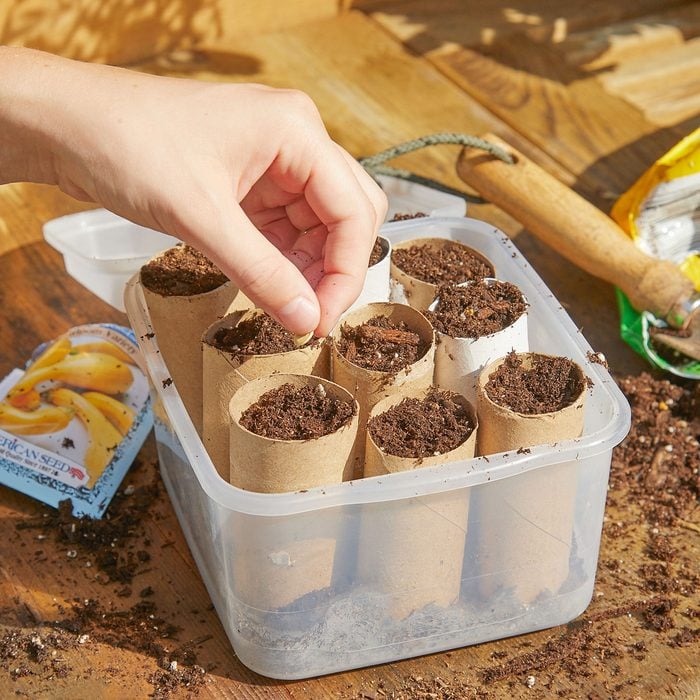 hand planting seeds into toilet paper tubes standing up in a rectangular tupperware container on a work bench with soil and seed packet nearby