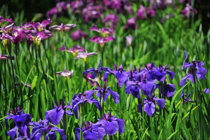 On a sunny day, a variety of iris flowers are blooming.