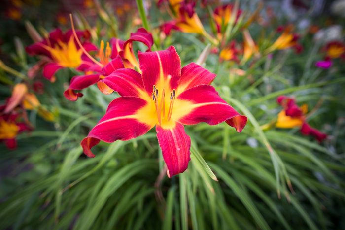Close-up view of brightly colored day lilies