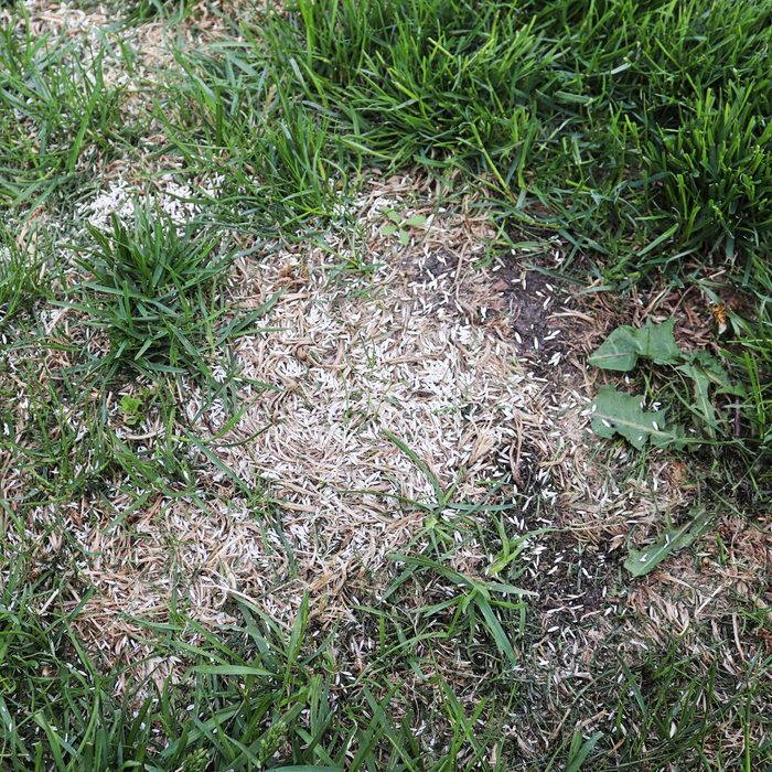 Laying grass seed down on bare grass patches