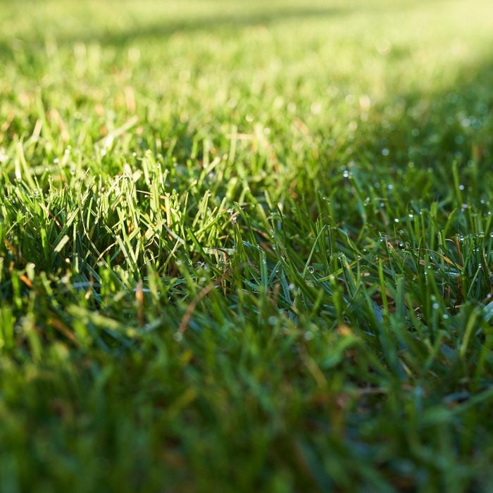 Spring season sunny lawn mowing in the garden. Lawn blur with soft light for background.