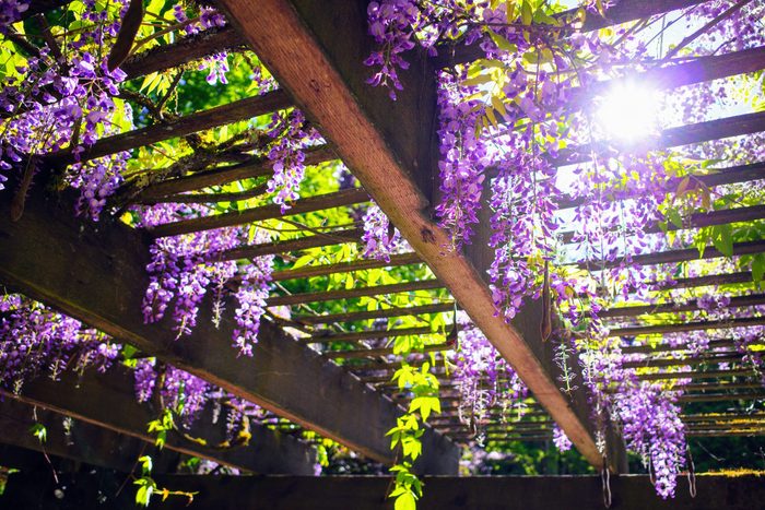 Wisteria Blossoms on the Trellis with Sunlight