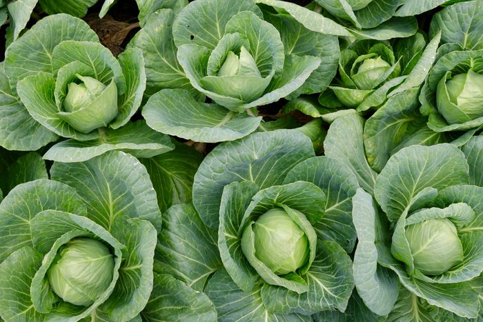 Cabbage field at fully mature stage ready to harvest