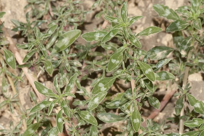 Amaranthus blitoides or prostrate pigweed, herbaceous plant of the Amaranthaceae family.
