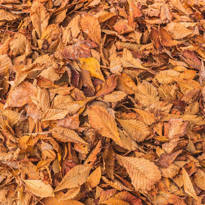 Dry autumn leaves background