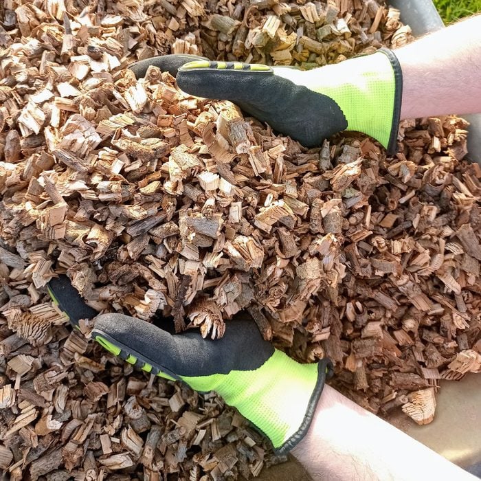 Photograph of mulching in a wheelbarrow shredded wood to cover soil