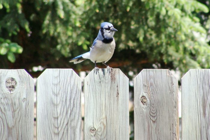 bird on a home fence