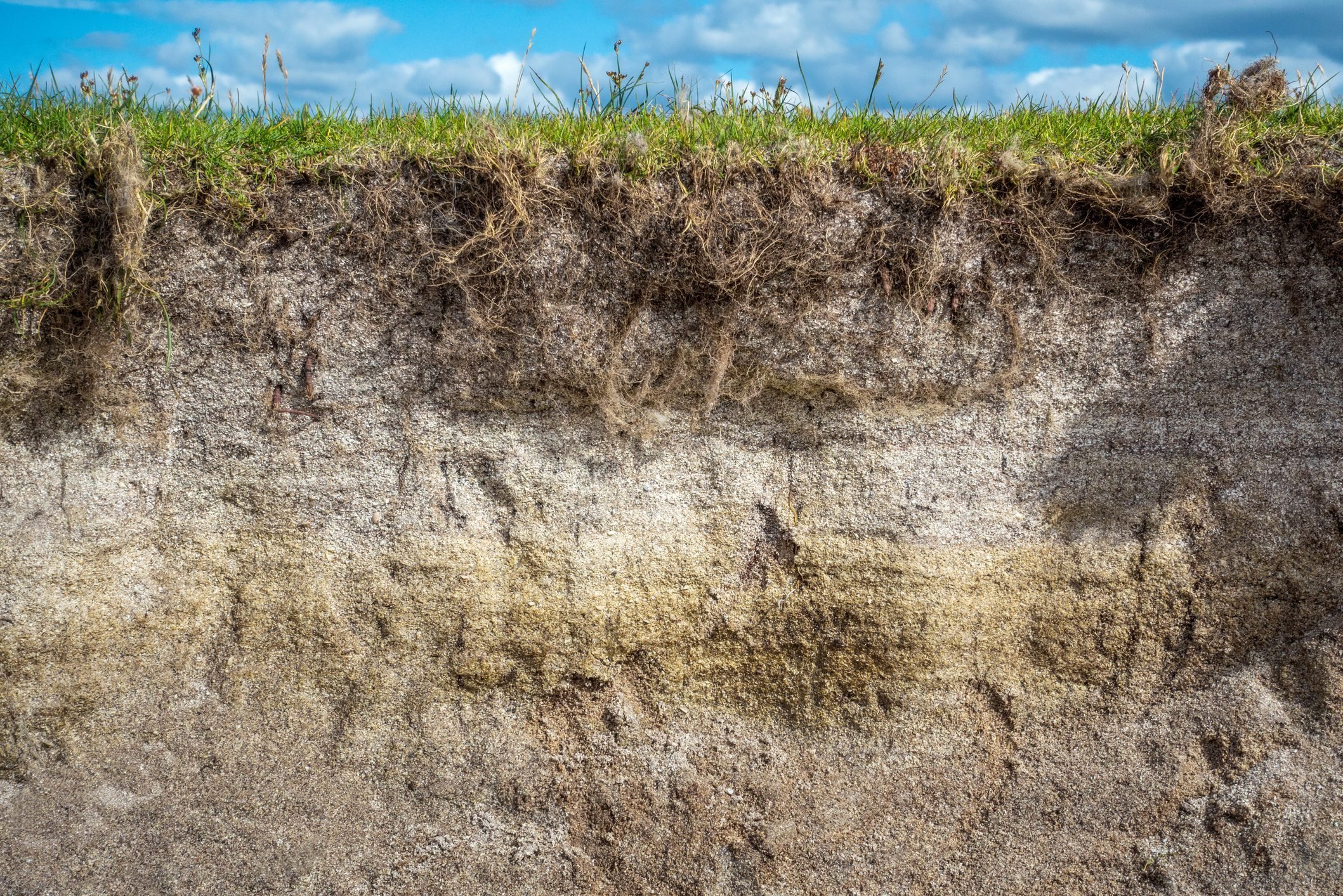 Sandy soil cross section