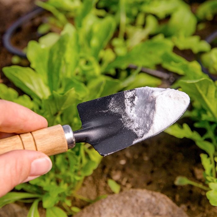 hand holding a gardening tool with a scoop of baking soda on it. blurred garden plants in the background