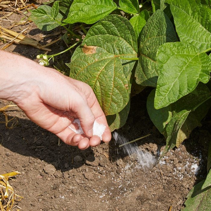 hand pouring Epsom Salt onto the soil as Fertilizer