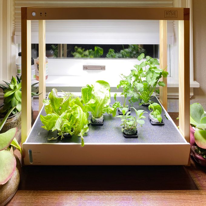 Family Handyman Raise Indoor Personal Garden With Succulents