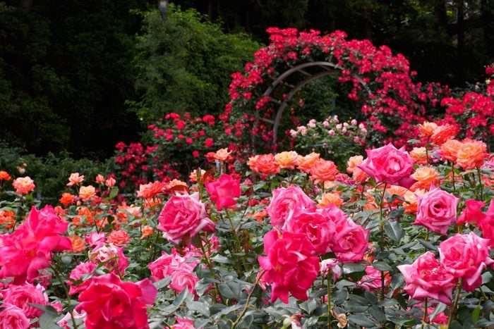 Rose garden with archway