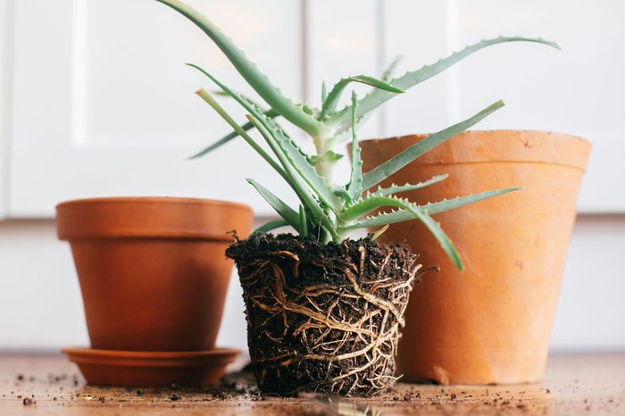 aloe vera with roots in ground repot to bigger clay pot indoors. care of plants. planting succulent on wooden background. gardening concept. repotting plant