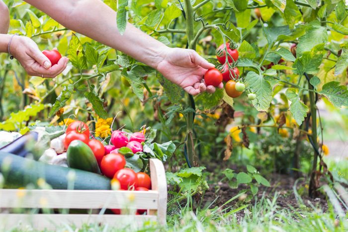 hands picking fresh tomatoes from a kitchen garden and placing them in a wooden crate