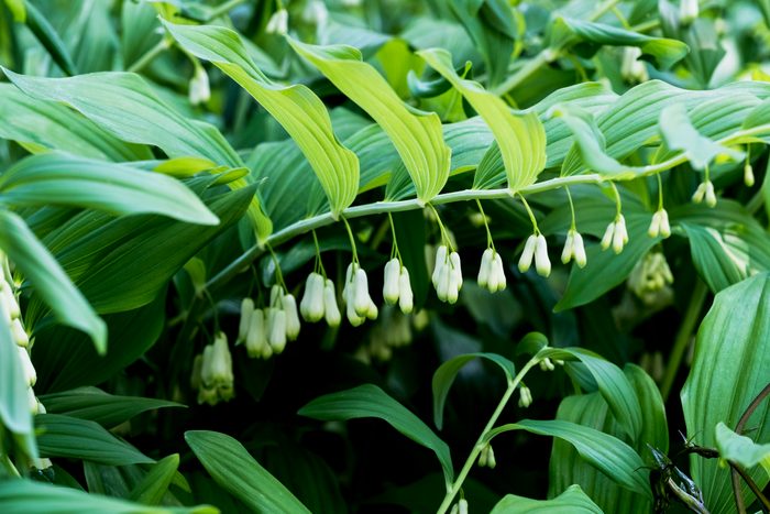 Close up of Solomon's Seal plant with dangling white flowers and lush green foliage.