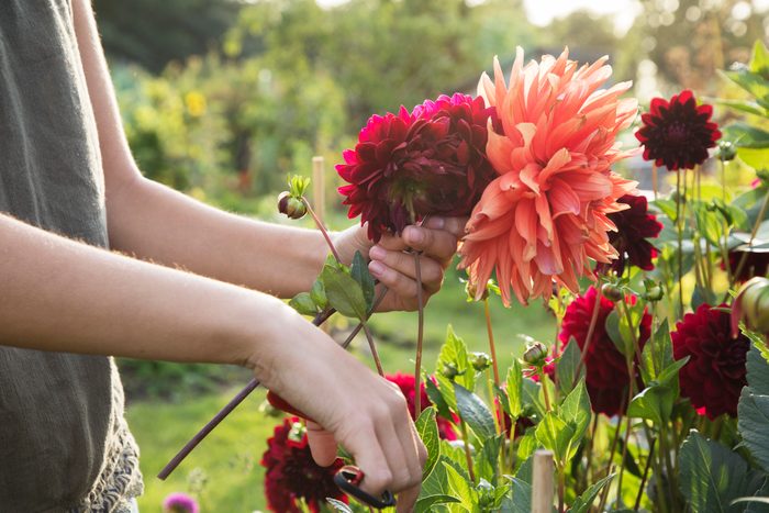 Close up of woman cutting dahlia flowers at allotment.