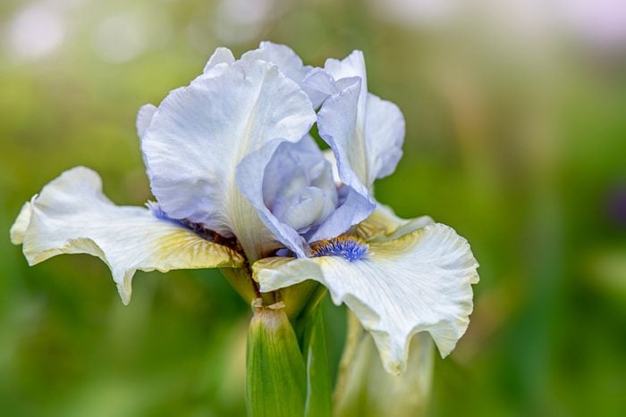 Close-up image of a pale blue Bearded Iris summer flower also known as Iris germanica