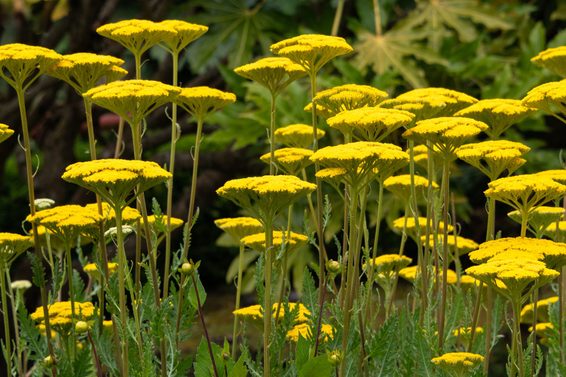 Golden Yellow Yarrow Flowers in Full Bloom in a garden