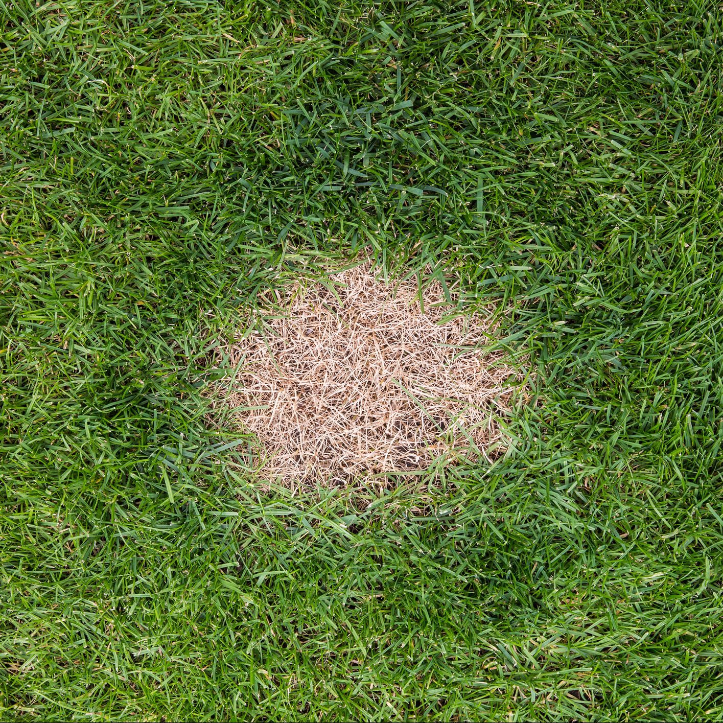A brown spot of dead grass on a green grass lawn caused by excessive nitrogen in dog urine