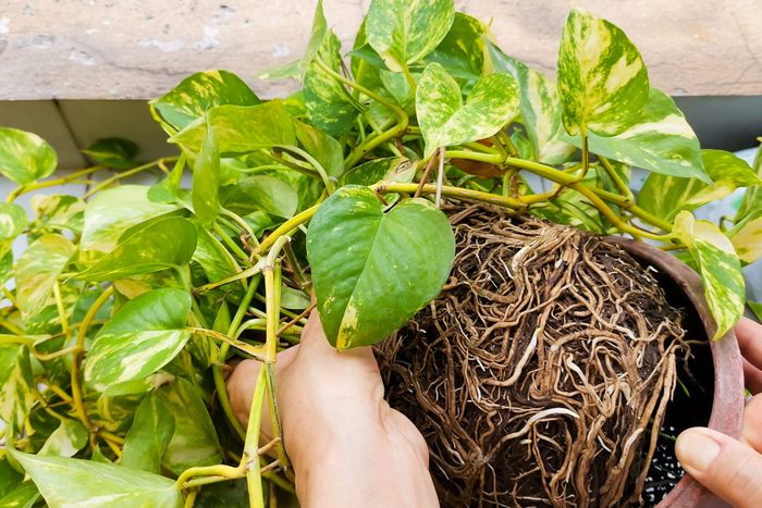 Hand Holding A Plant Root For Repot