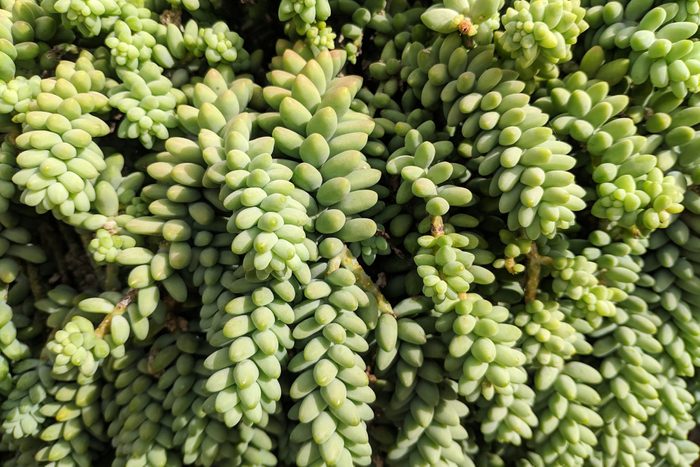 burros tail green succulent plants in sunny day