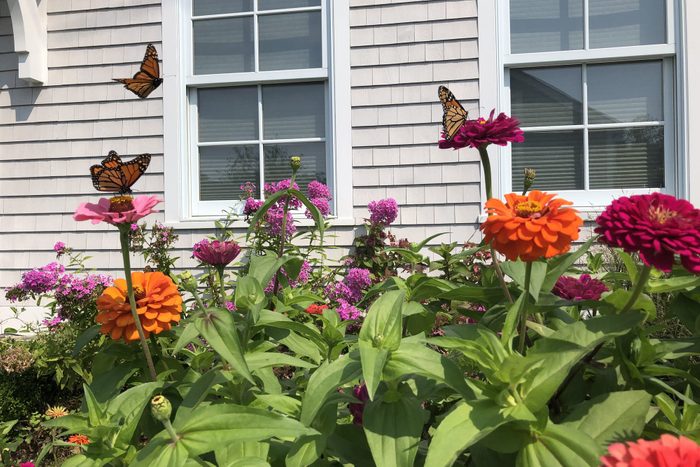Three Monarch Butterflies flying and landing on pink, orange, and red flowers with green leaves in a garden by a house with windows on a sunny summer day.