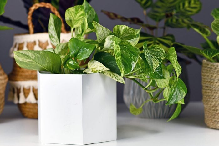 گیاه آپارتمانی استوایی «Epipremnum Aureum Marble Queen» با رنگ‌های سفید در گلدان