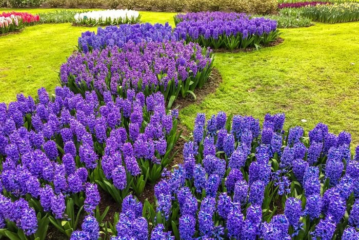 Flowerbeds of hyacinths at Lisse