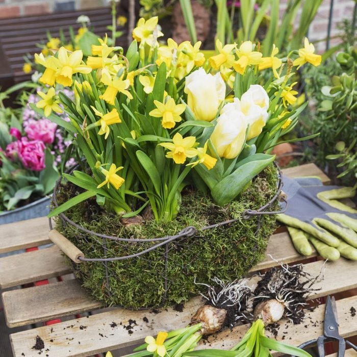 Yellow blooming daffodils and tulips cultivated together in mossy basket