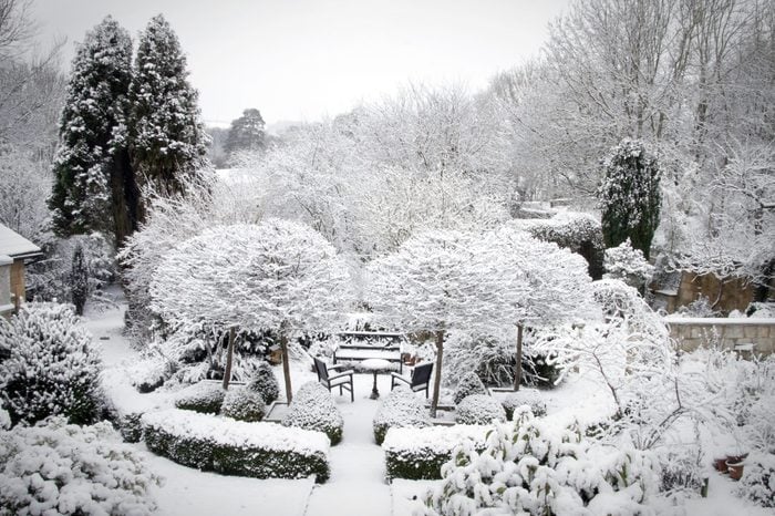 Winter Garden with snow