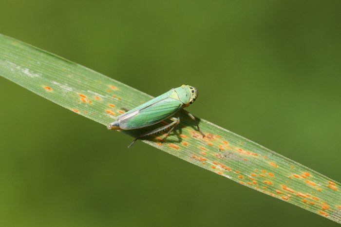 A tiny European Green Leafhopper (Cicadella viridis) perched on a blade of grass.