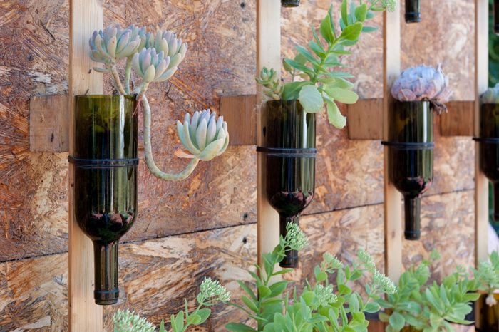 Wine bottles reused as flower pots on a garden wall
