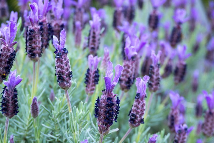 French or spanish or topped lavender
