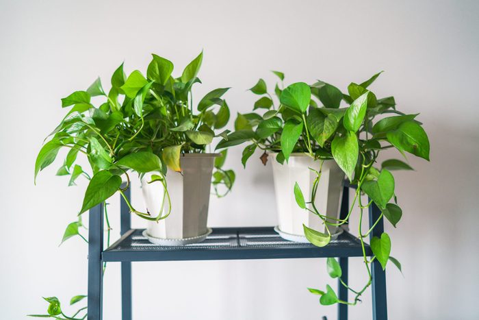 Green plants and new homes to help new homes absorb decorative odors
