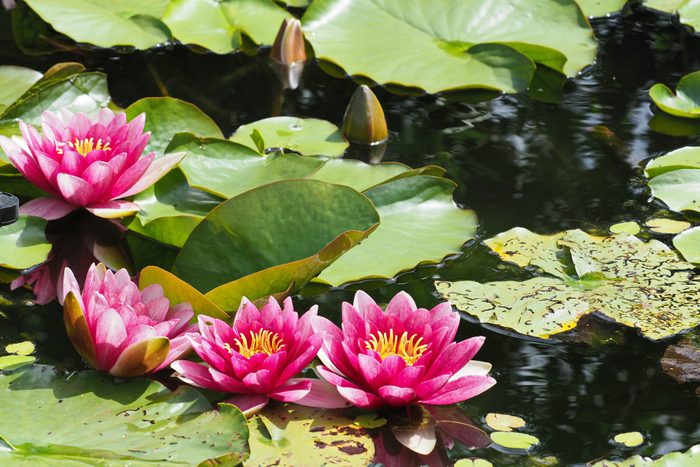 water lillies with large red flowers in a water garden