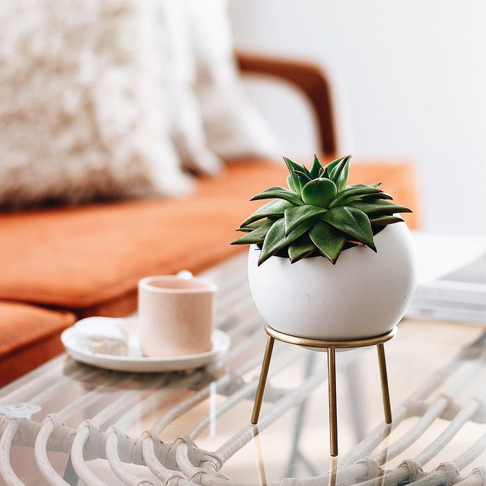 Kitbox Design Globe Cactus And Succulent Planter With Brass Stand