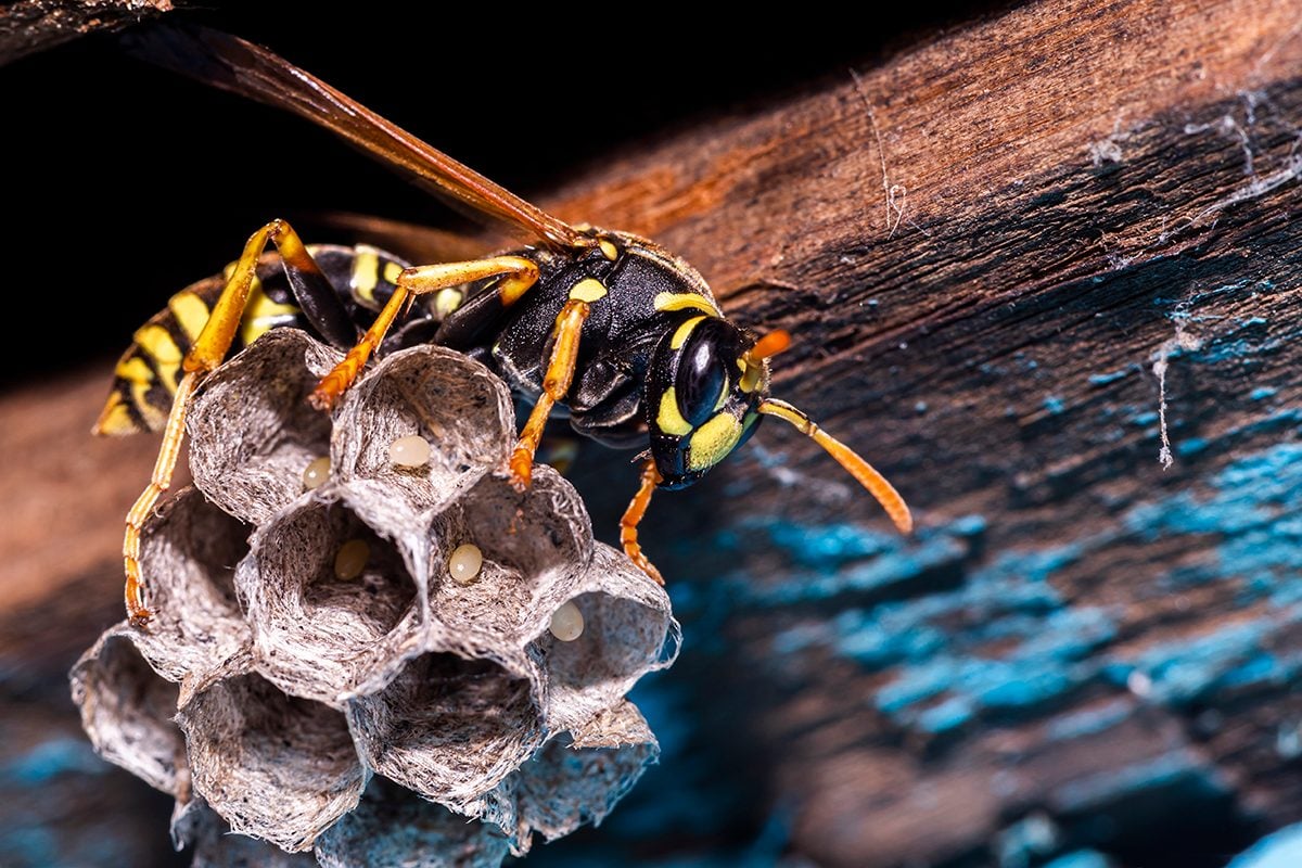 Macro Of Wasp (vespula Vulgaris) Sitting On Nest