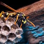 Control Summer Wasps by Eliminating the Queen in the Spring
